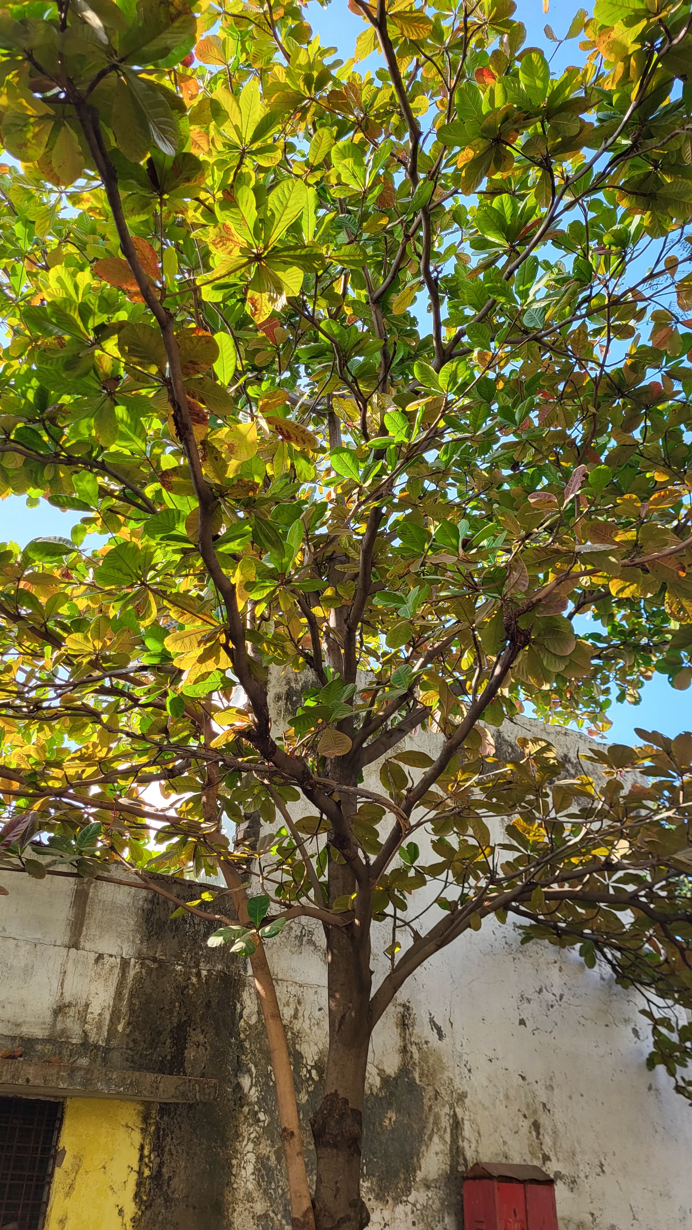 Mango Tree